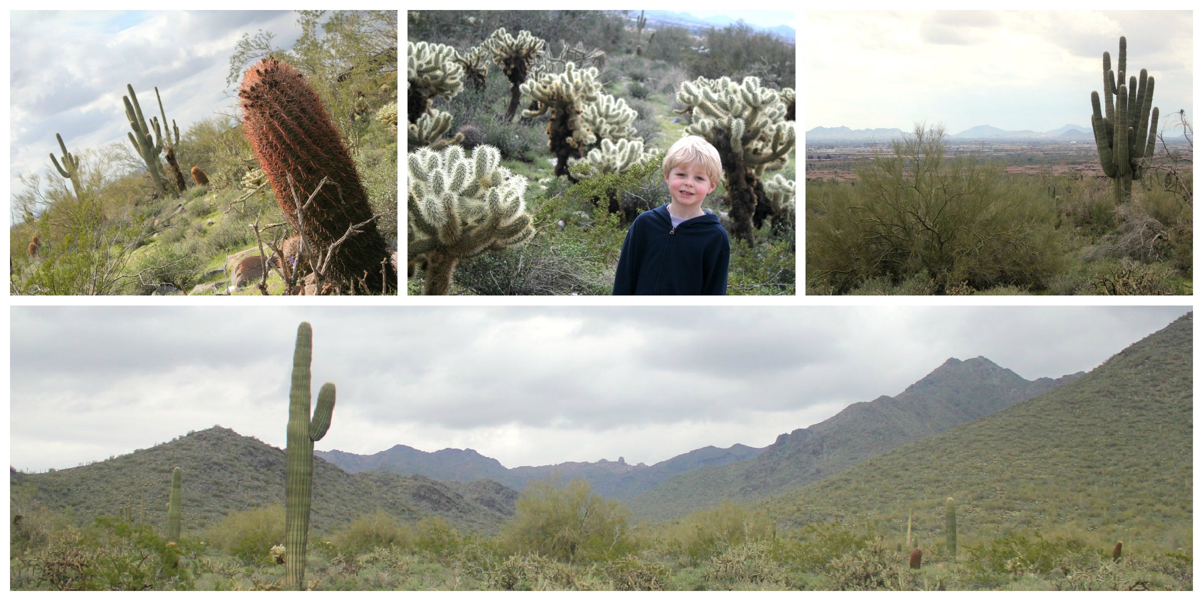 McDowell Mountains