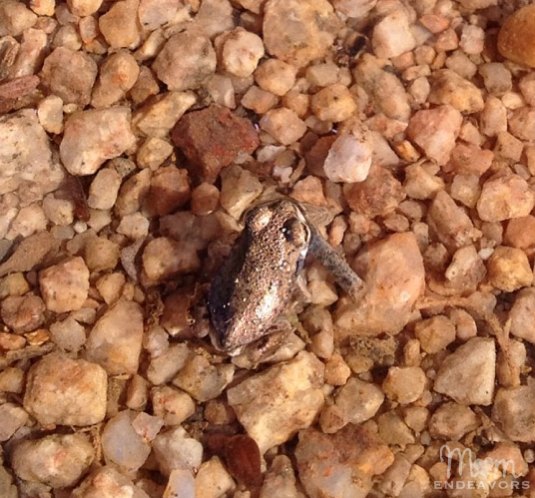 Small desert frog