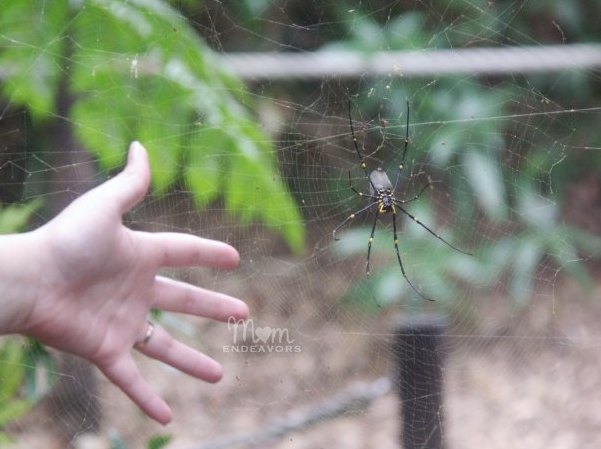 Spider in Australia