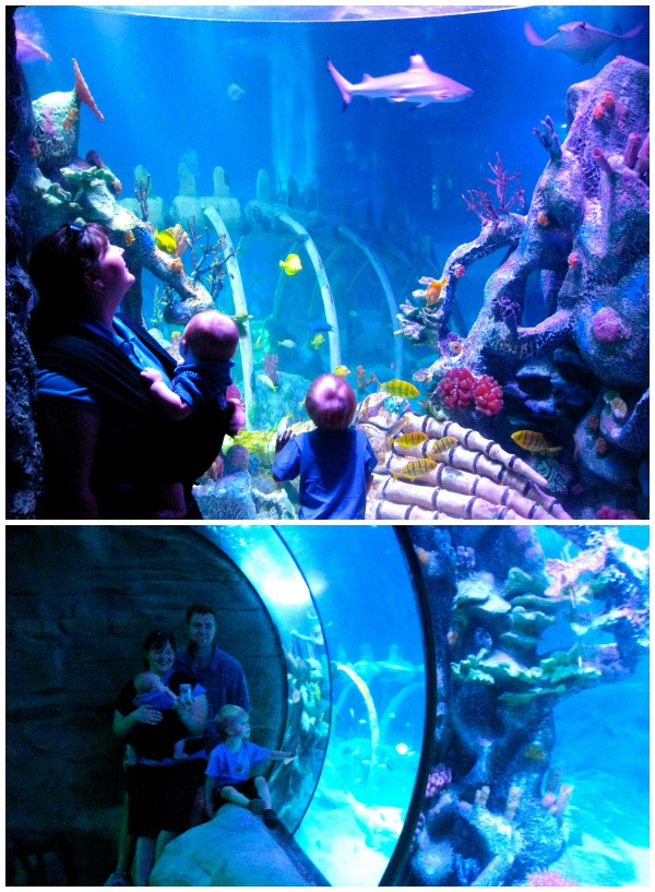 Sea Life Aquarium Tempe