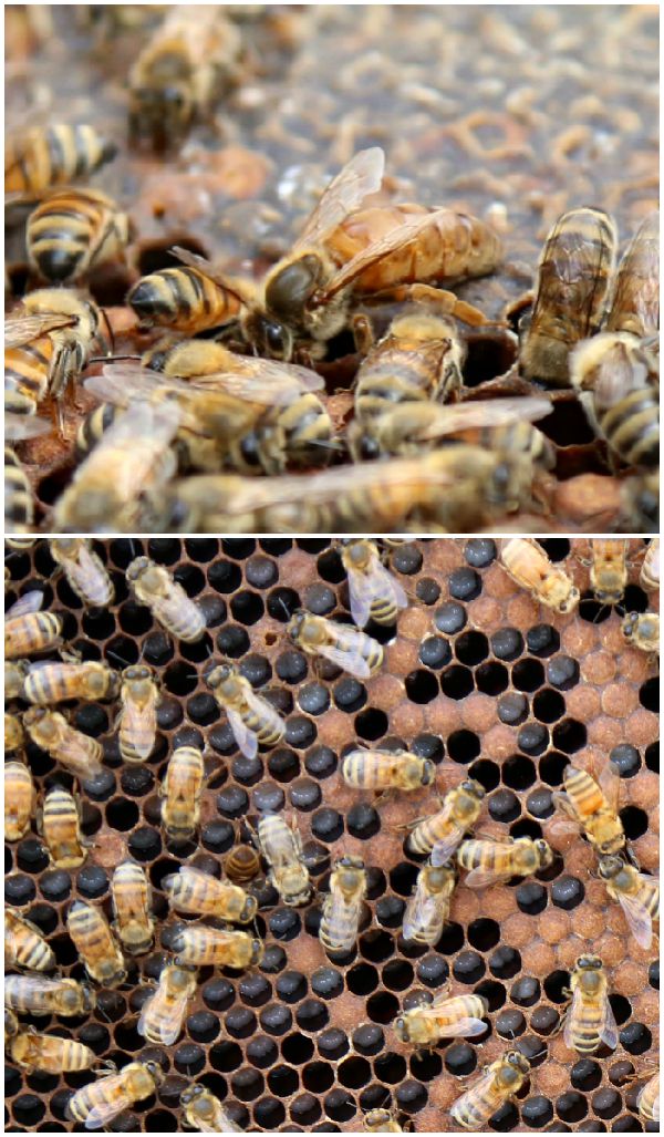 Queen Bee & Bee larvae