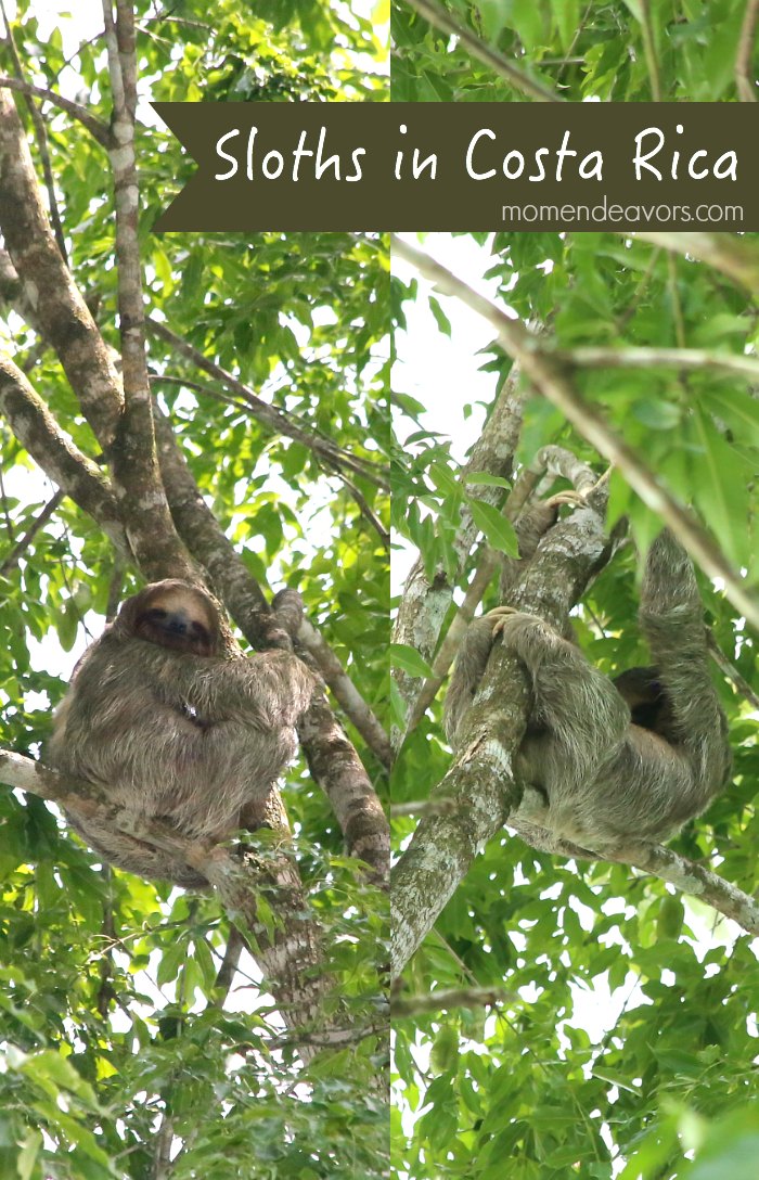 Sloths in Costa Rica
