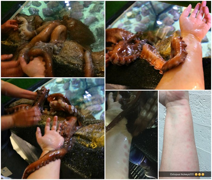 Touching a Great Pacific Octopus