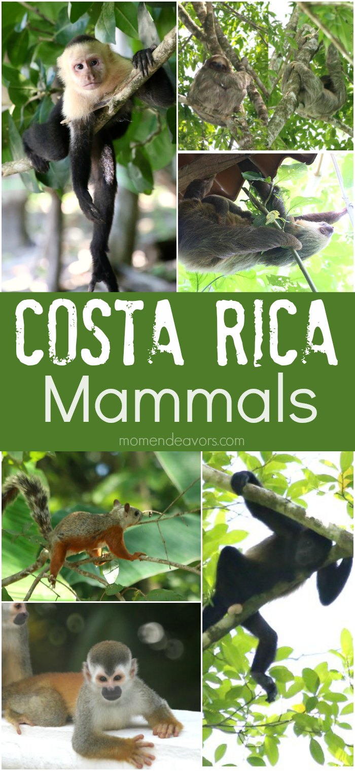 Costa  Rica Mammals