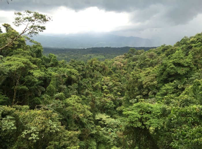 Costa Rica Rainforest